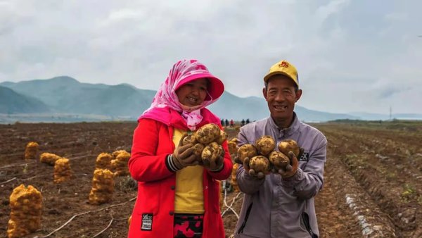 甘肃定西市安定区：稳增量求质量 实现马铃薯产业高质量发展