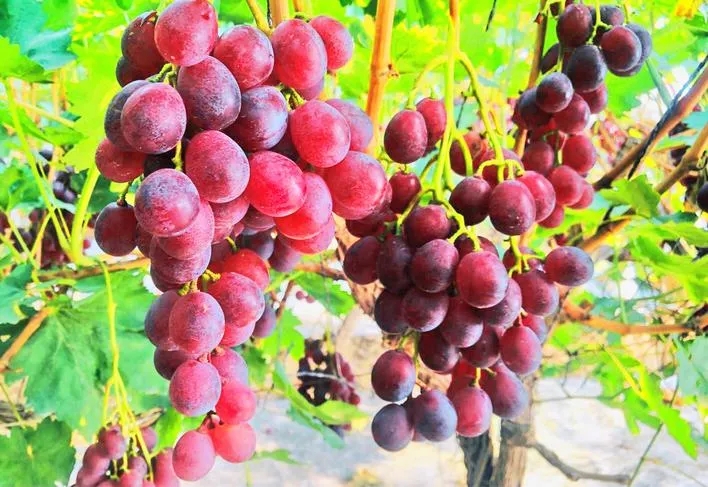 甘肃嘉峪关温室蔬菜产销旺 种菜农民致富忙