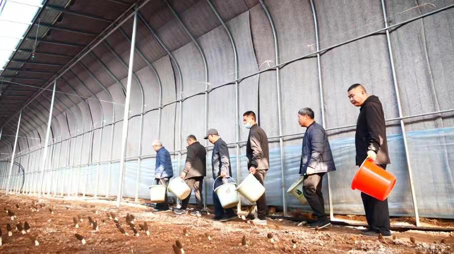 山东省兰陵县尚岩镇：小小羊肚菌，种出好前景