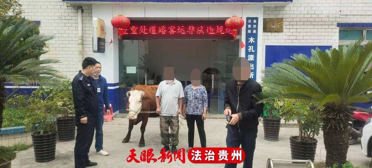 三地警方联手，高速交警配合，偷牛贼哪里逃！金沙破获4起耕牛被窃案