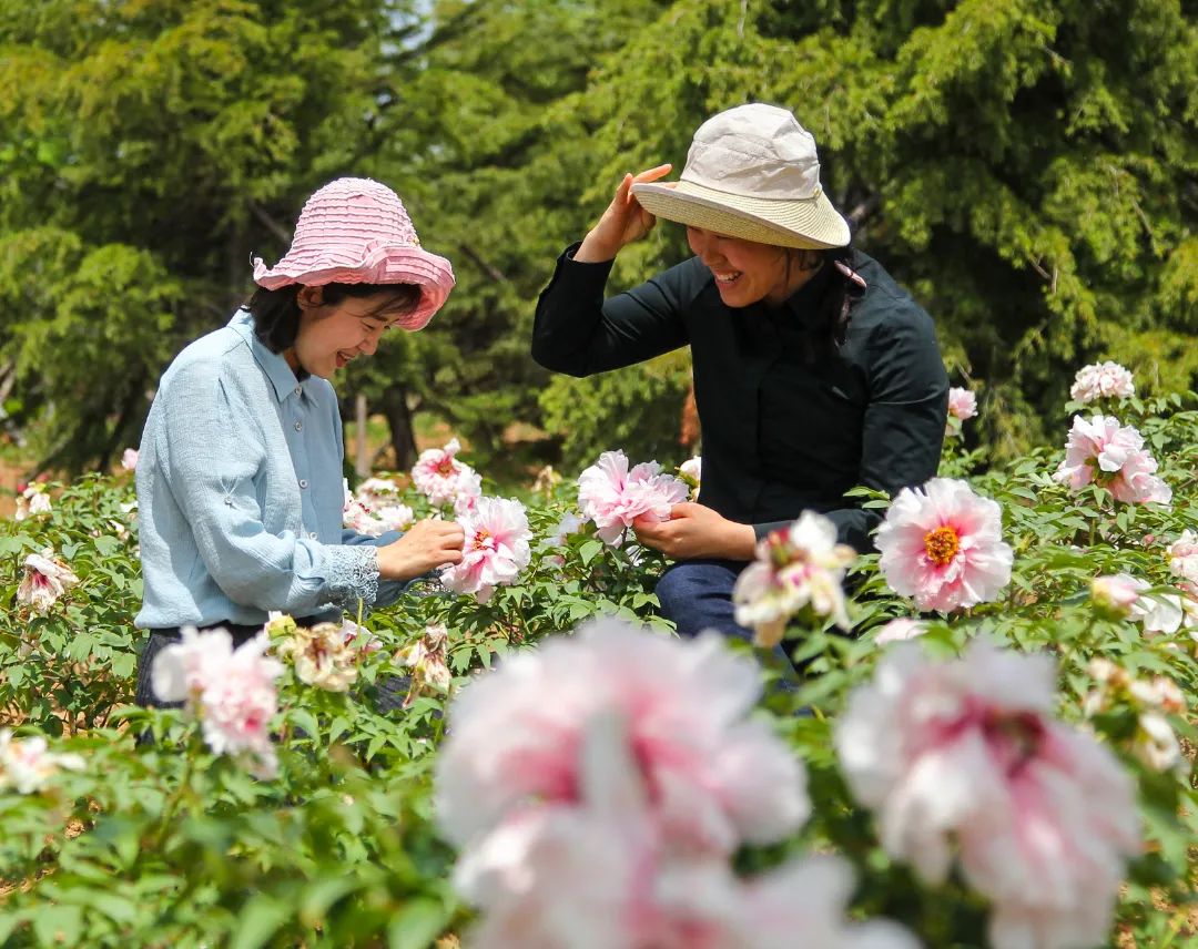 青岛西海岸新区大村镇：燕舞莺歌春光好 花团锦簇气象新