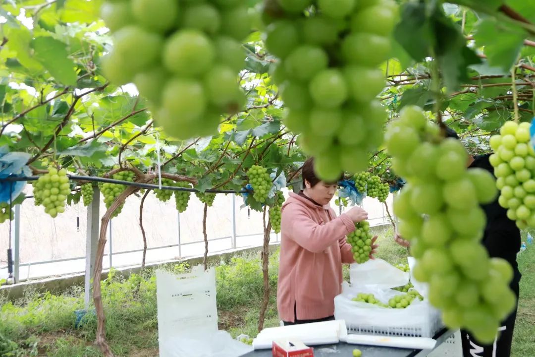 青岛西海岸新区大村镇建49家现代农业园区助力乡村振兴