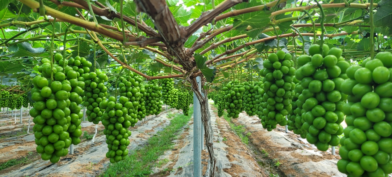 青岛西海岸新区大村镇：金秋时节话丰收，特色产业结硕果