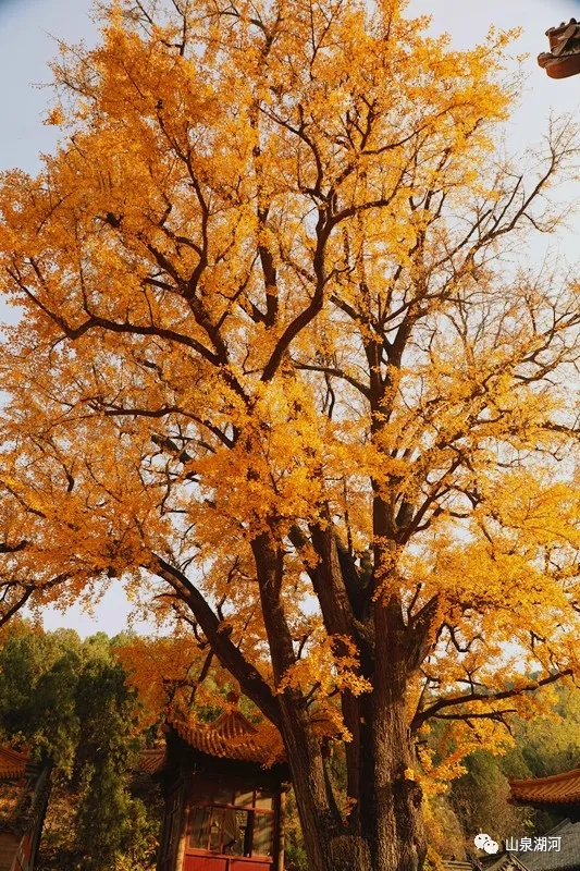 美文推荐之——济南淌豆寺随想（作者/鲁地）