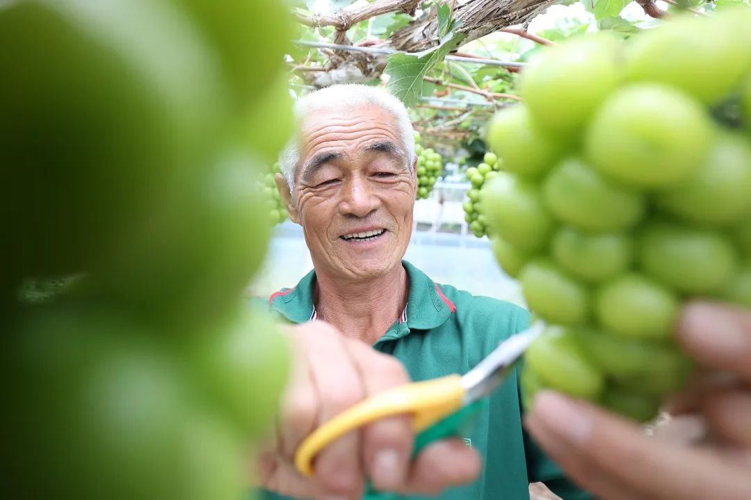 青岛市黄岛区大村镇49家现代农业园区唱响“乡村振兴戏”