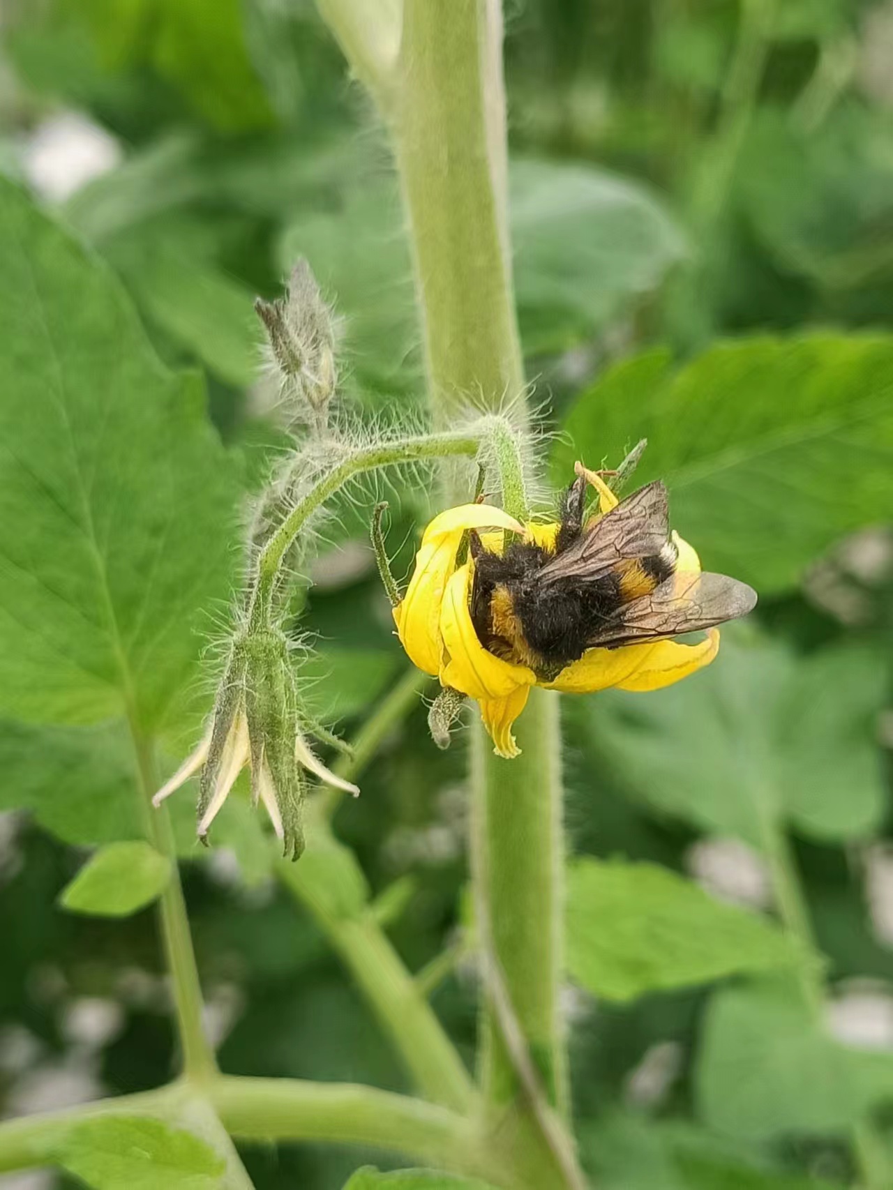 国营兰陵农场：小蜜蜂“酿出”幸福果