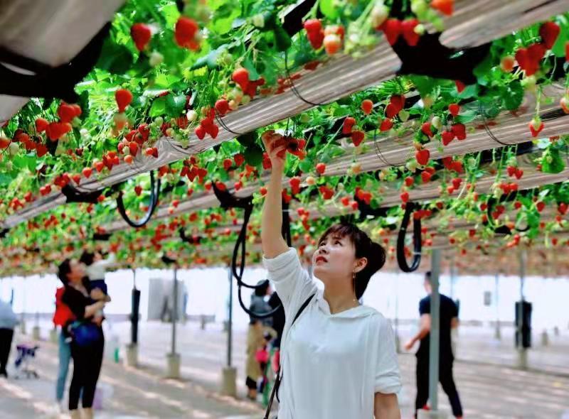 山东省国营兰陵农场：绿沃川入选粤港澳大湾区“菜篮子”生产基