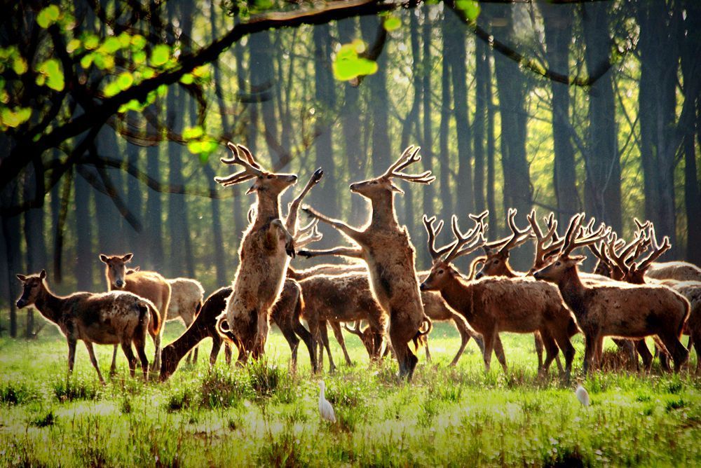 湿地精灵奏响大地乐章 江苏大丰麋鹿向全国扩散
