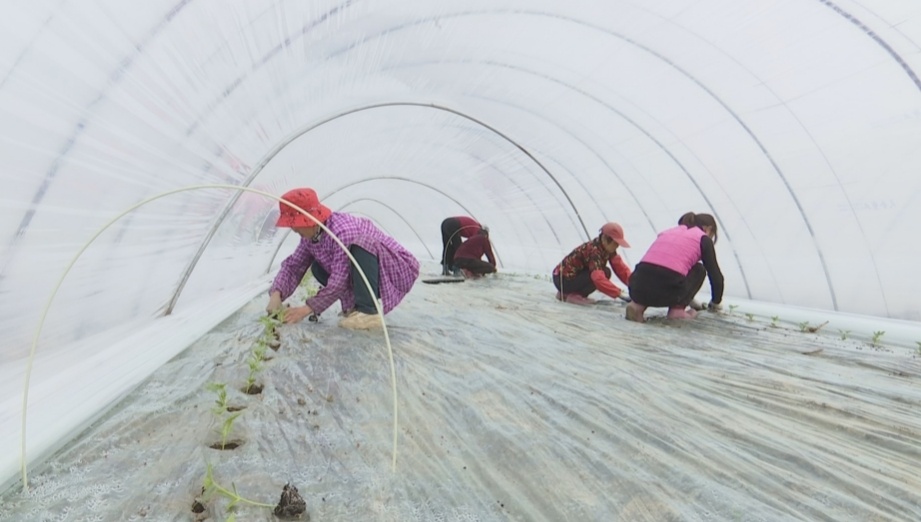 盐城阜宁：人勤抢农时 瓜农抢种甜蜜与希望