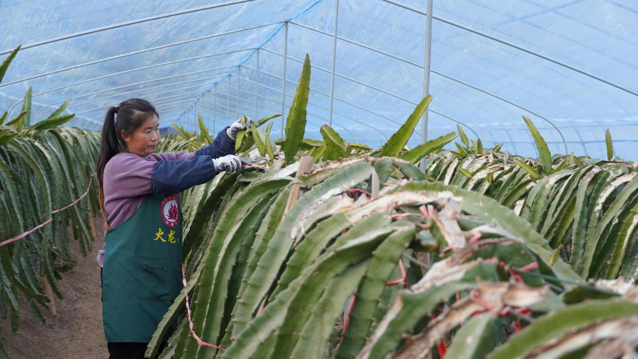 盐城射阳合德镇：“南果北种”种出红火新生活