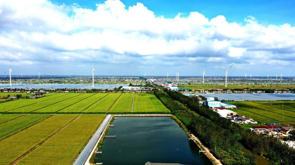 盐城大丰大桥镇：聚力打造现代产业新高地