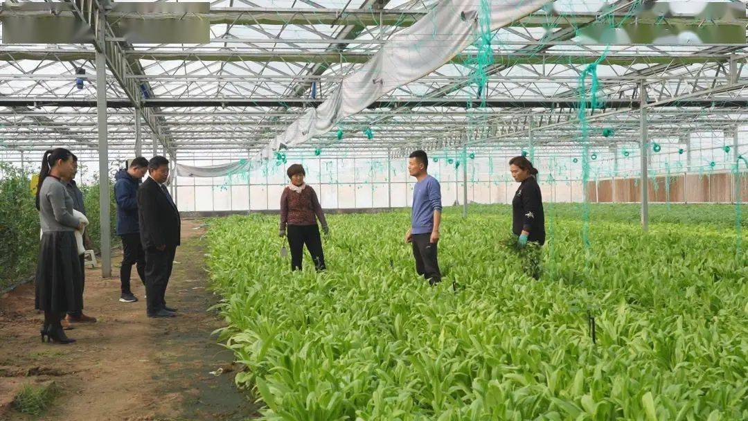 盐城射阳盘湾镇：“田间课堂”富民助增收