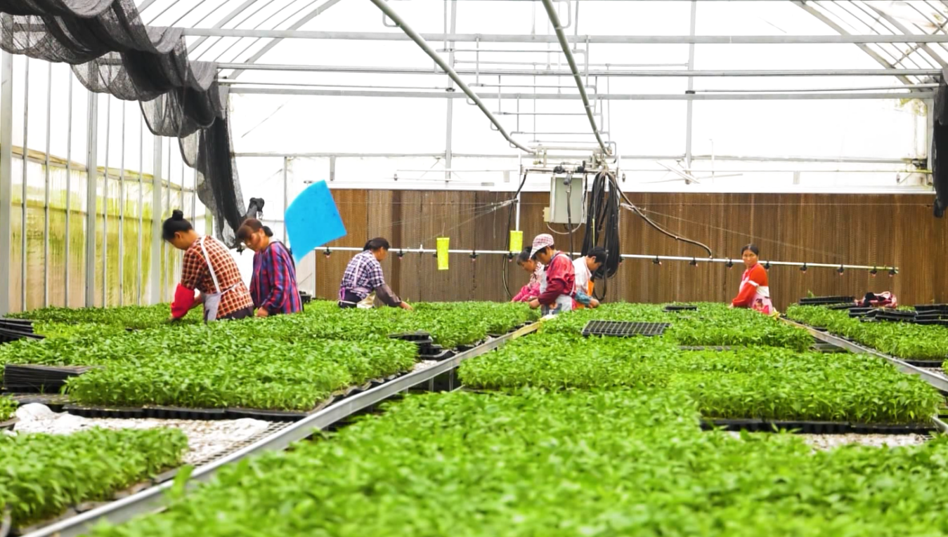 盐城射阳：发展现代农业 赋能乡村振兴