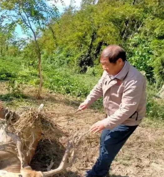 江苏盐城大丰：全国林业系统劳动模范陈林丨守护麋鹿家园的“电力工匠”