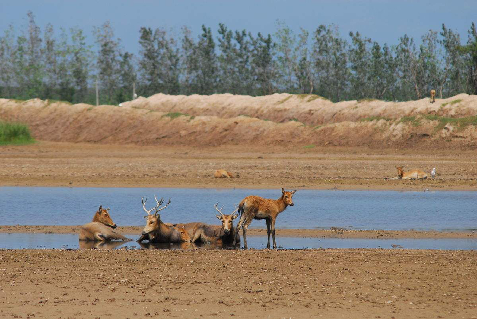 江苏大丰麋鹿国家级自然保护区喜领“户口本”