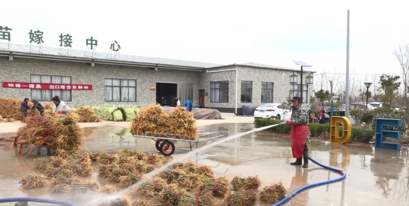 盐城射阳县：不负好春光 桑苗嫁接忙 合作社带动村民共同致富