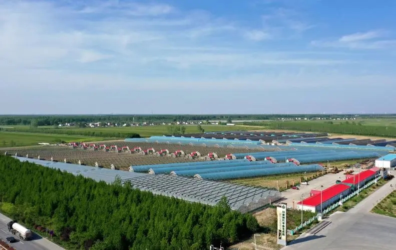 盐城大丰草庙镇全力促进现代农业链式发展