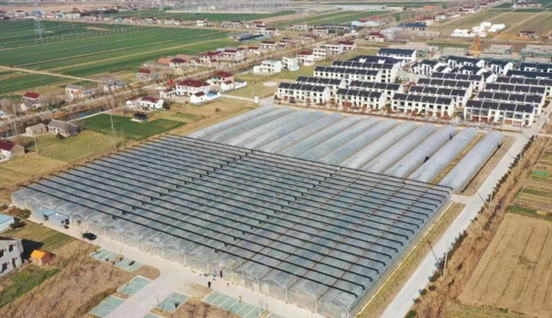 江苏盐城亭湖区盐东镇：军杰辣椒购销合作社入选“国家示范农民合作社”