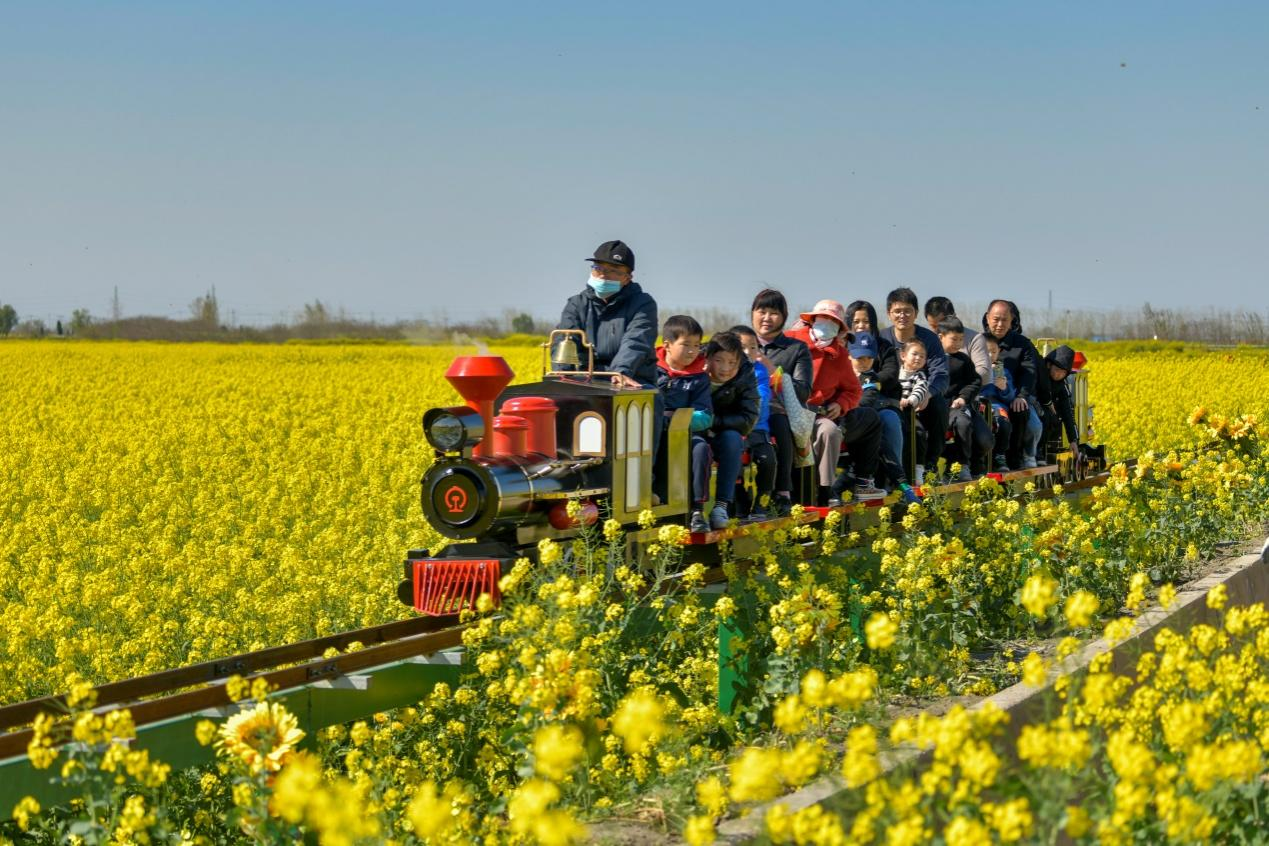 江苏盐城大纵湖旅游度假区：“湖塘花海”绘出乡村振兴新画卷