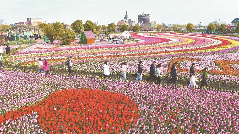 盐城市大丰区：荷兰花海春潮涌动  3000万株郁金香竞相绽放