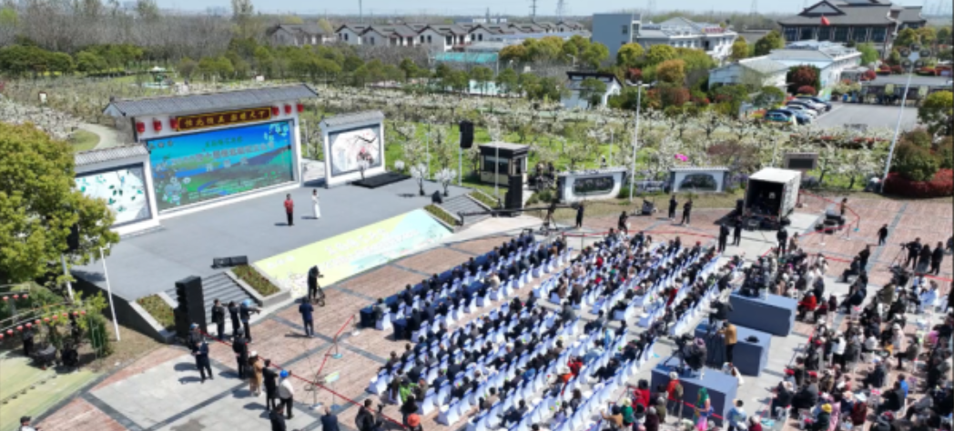 江苏盐城大丰区大中街道恒北梨花文化节开幕