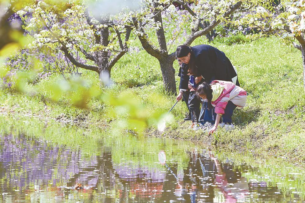 江苏盐城大丰区恒北村：梨花盛放风光好，强村富民促振兴