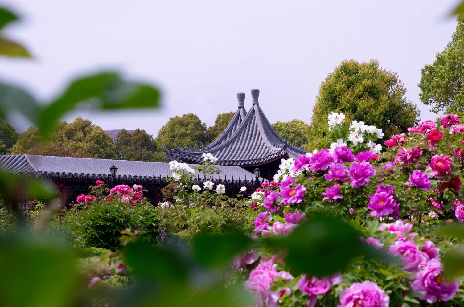 江苏盐城盐都区：牡丹花开春意浓