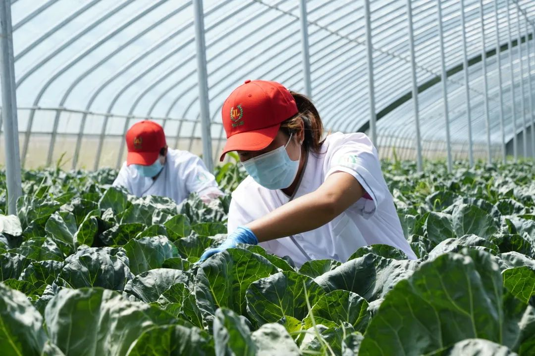 青岛西海岸张家楼街道健力源项目获评“中国生态食材生产示范基地”