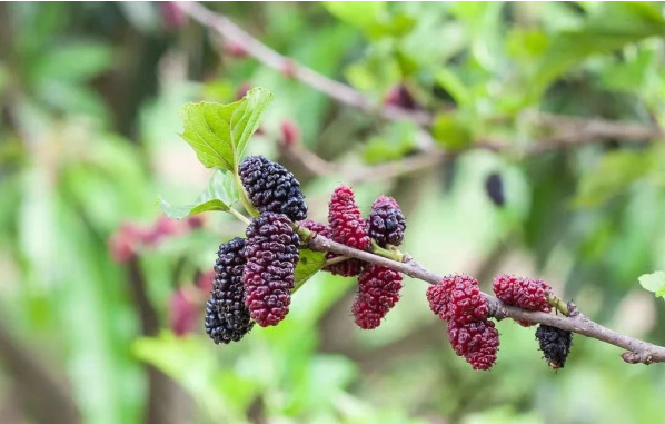 江苏盐城射阳：桑葚成熟满枝头 市民采摘欢乐多