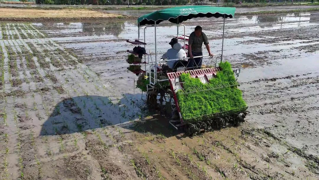 江苏盐城盐都：不误农时，夏种正当时