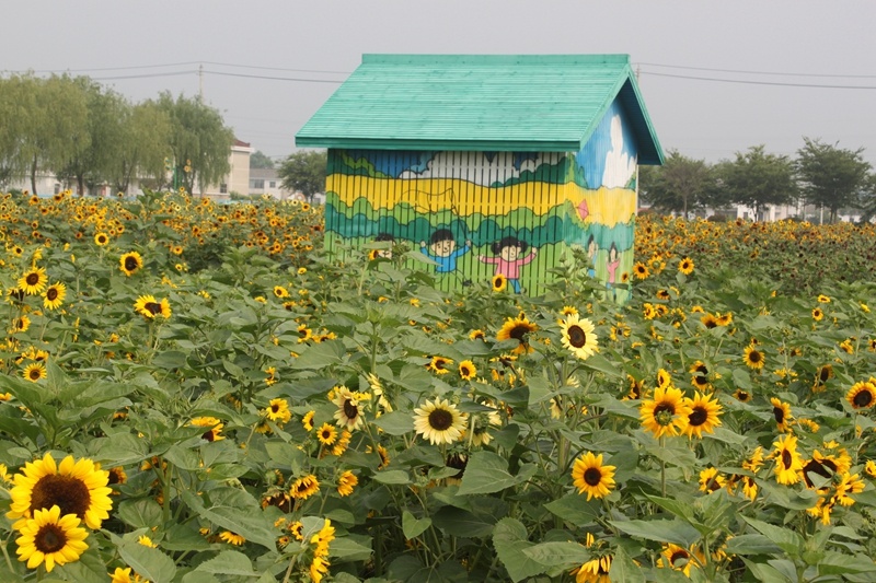 江苏盐城盐都区花吉村：“千亩葵海”等您来打卡