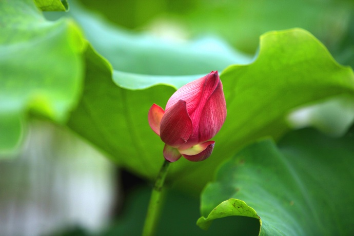 山东省兰陵县苍山街道：一面锦旗背后的网格故事