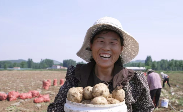 乡村振兴添“薯”光