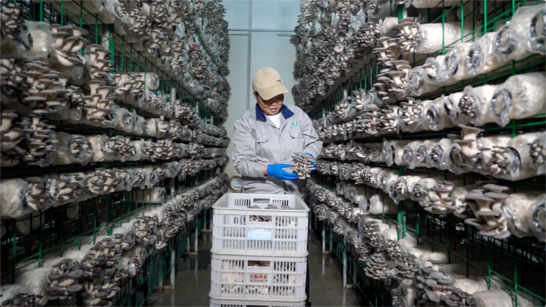 青岛西海岸新区大村镇丰收季：平菇营造出全新的致富图景