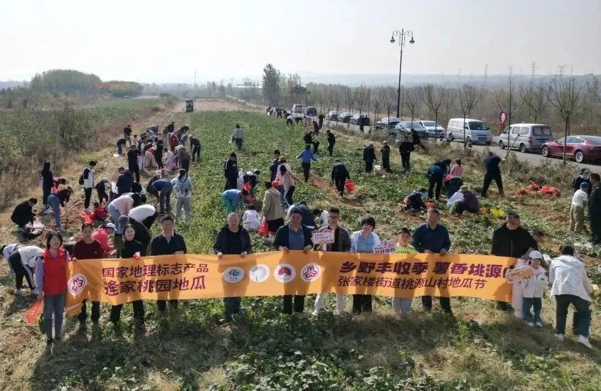 乡野丰收季，薯香桃源山——青岛西海岸新区张家楼街道第四届桃源山村地瓜节开幕