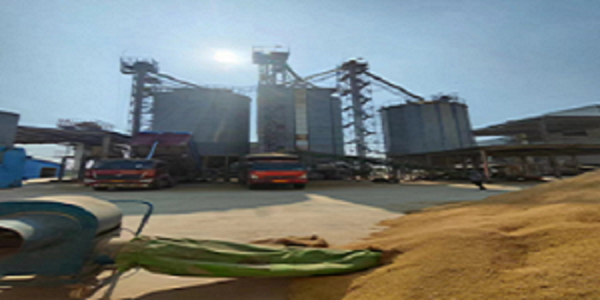 足额收购 储粮于技 确保安全