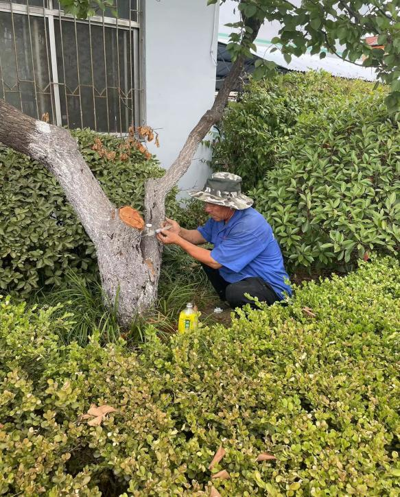 青岛市黄岛区铁山街道多举措提升夏季园林绿化养护管理水平