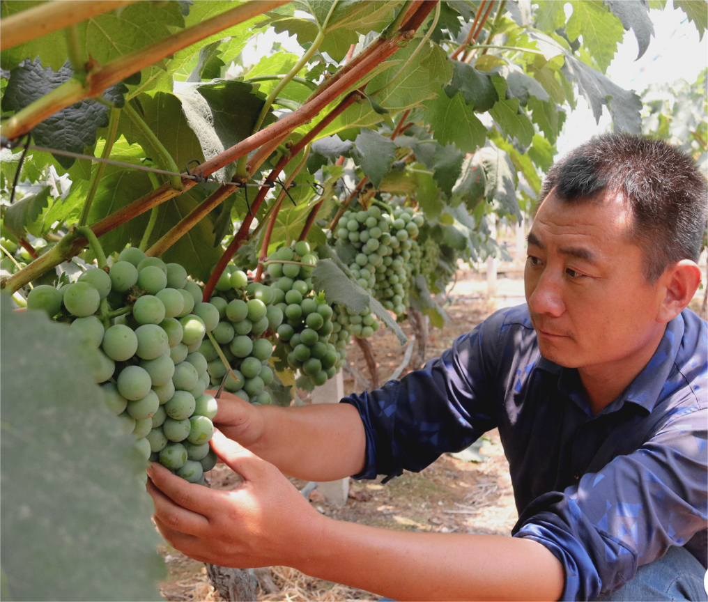 山东兰陵：“鸿雁人才”三战葡萄市场