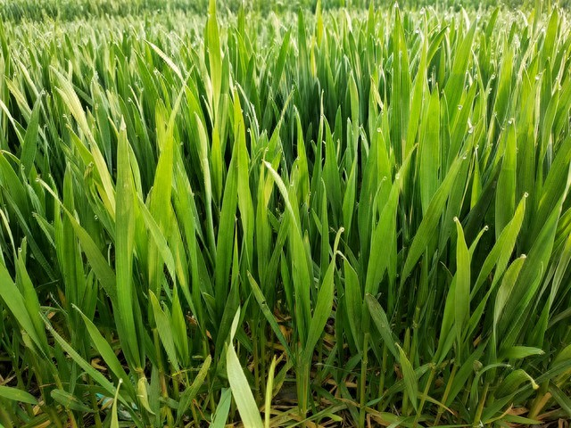 好雨知时节 ——一场春雨润泽山东兰陵万亩良田