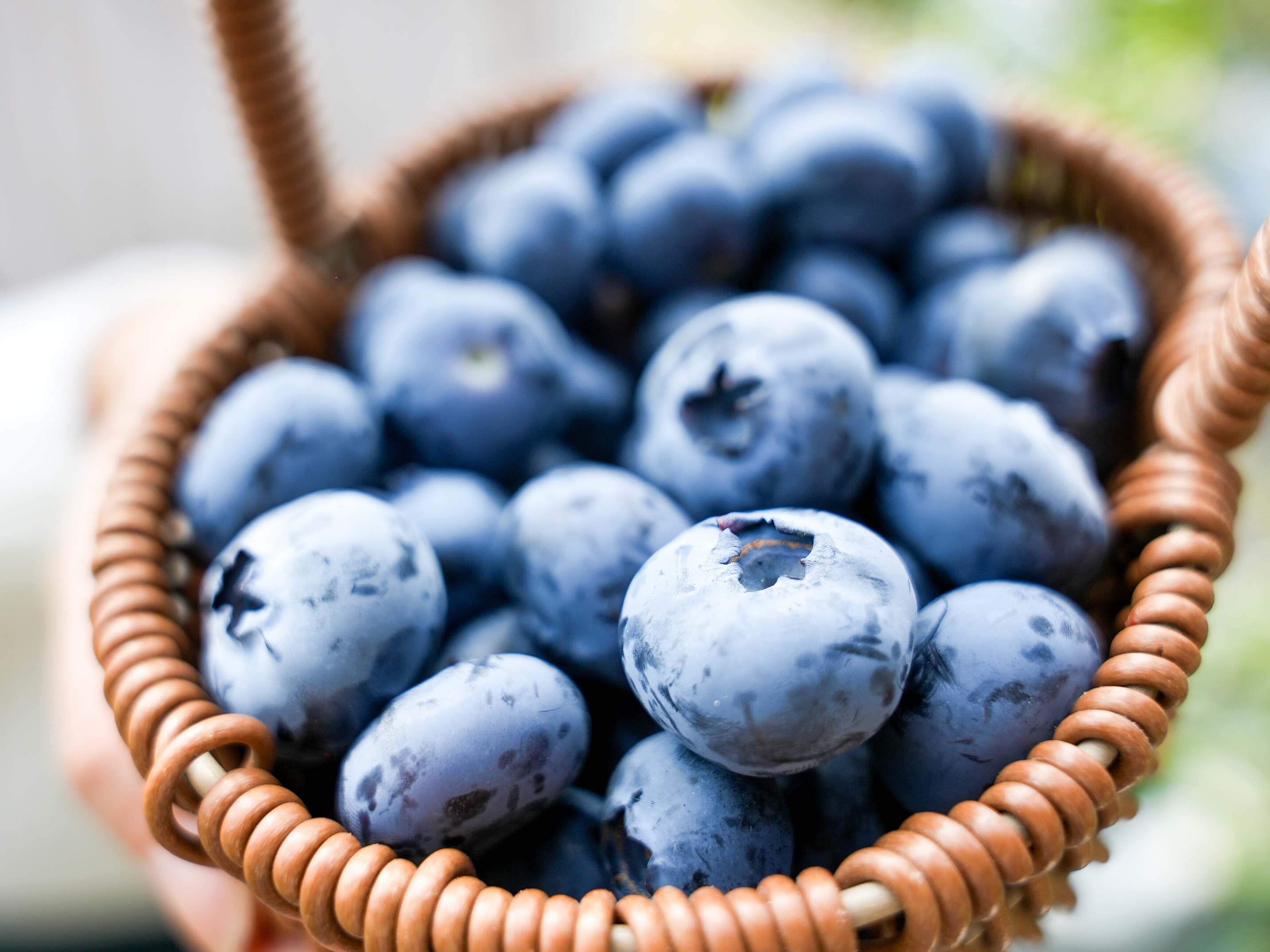 科技赋能品牌引领，共绘乡村振兴新图景 黄岛蓝莓采摘季在青岛西海岸新区启动