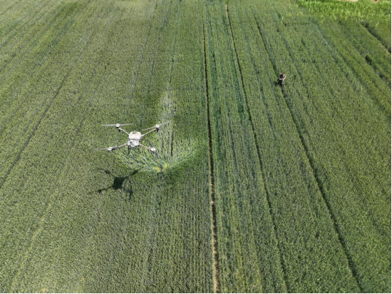 山东即墨：小满至农事忙