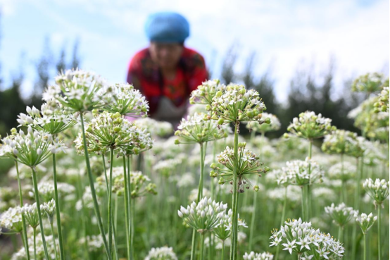 山东即墨：韭花飘香助农增收