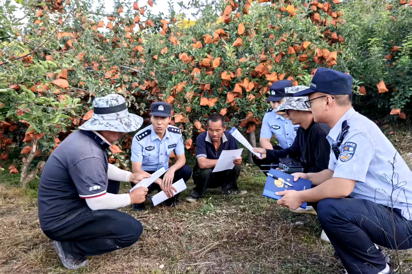 阳光下的守护|甘肃清水公安：守护万亩红果盈枝，让“平安果”香飘致富路