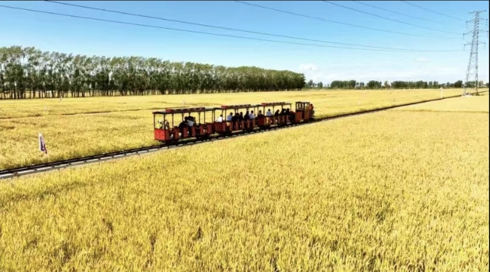 佳木斯三江旅游节启幕，桦川稻种嘉年华燃动金秋