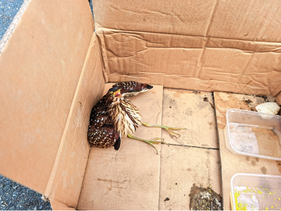 看到外形奇特的鸟，报警就对了！警民携手成功救助国家“三有”保护动物紫背苇鳽