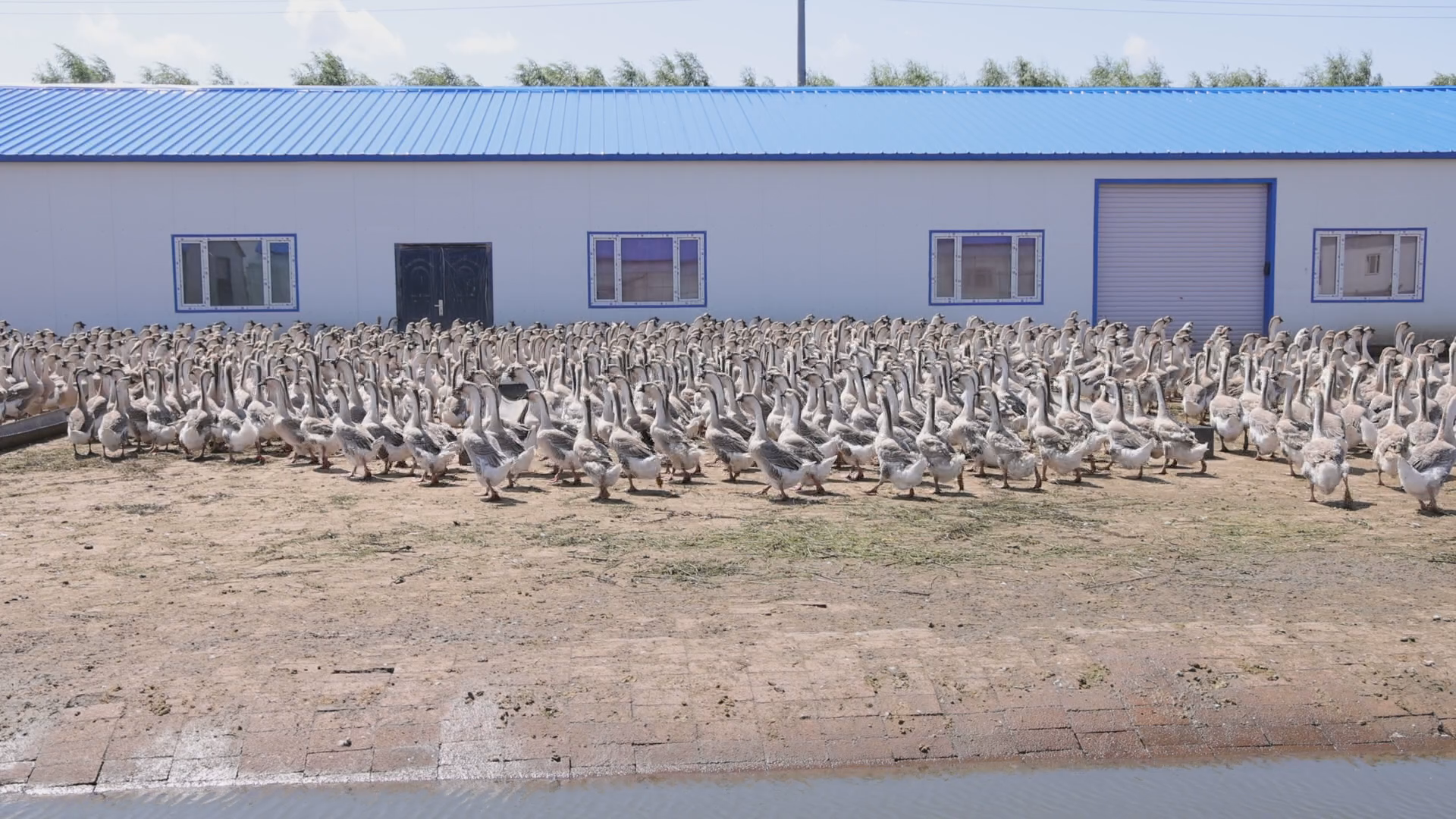 以战略眼光引育“世界鹅王”狮头鹅