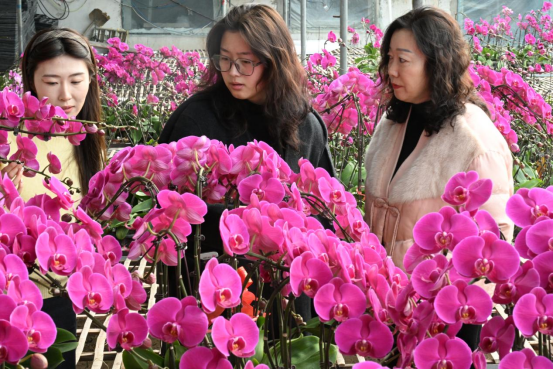 山东即墨：蝴蝶兰“美颜”俏销迎新春